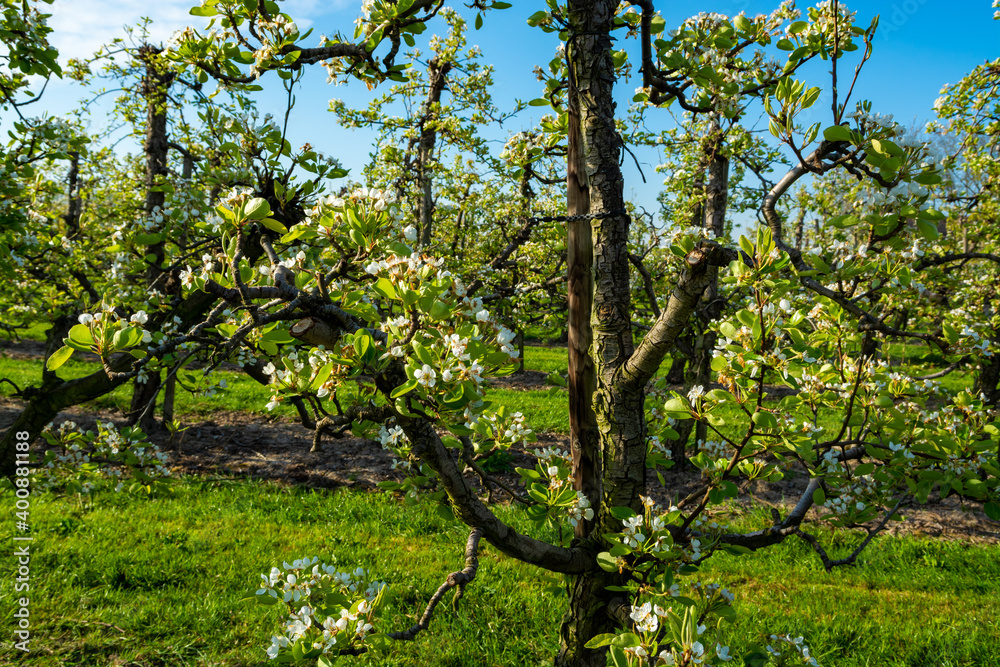 Rows with plum or pear trees with white blossom in springtime in farm orchards, Betuwe, Netherlands