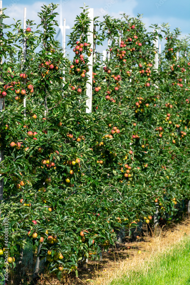 Green organic orchards with rows of apple trees with ripening fruits in summer Green organic orchards with rows of apple trees with ripening fruits in summer