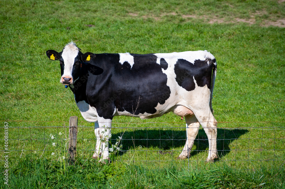 Dutch black white cow with milk grazing on green grass pasture Dutch black white cow with milk grazing on green grass pasture