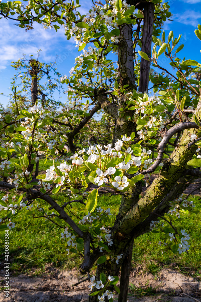 Rows with plum or pear trees with white blossom in springtime in farm orchards, Betuwe, Netherlands Rows with plum or pear trees with white blossom in springtime in farm orchards, Betuwe, Netherlands
