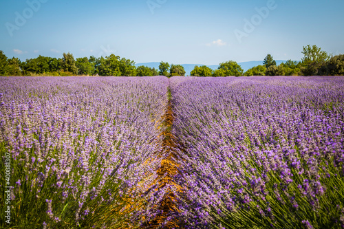 Fields of blooming lavender in Provence, France