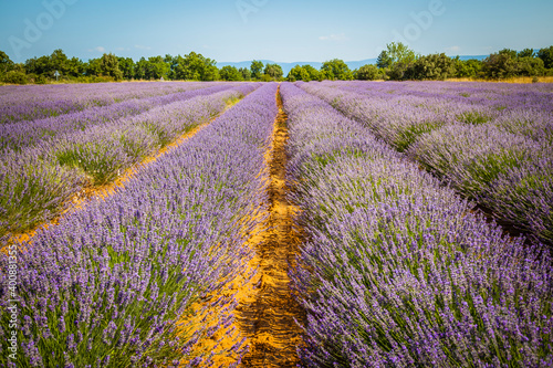 Fields of blooming lavender in Provence  France