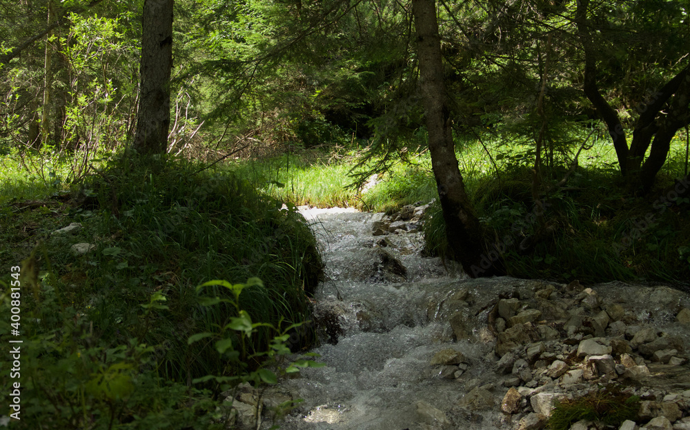 stream in the forest