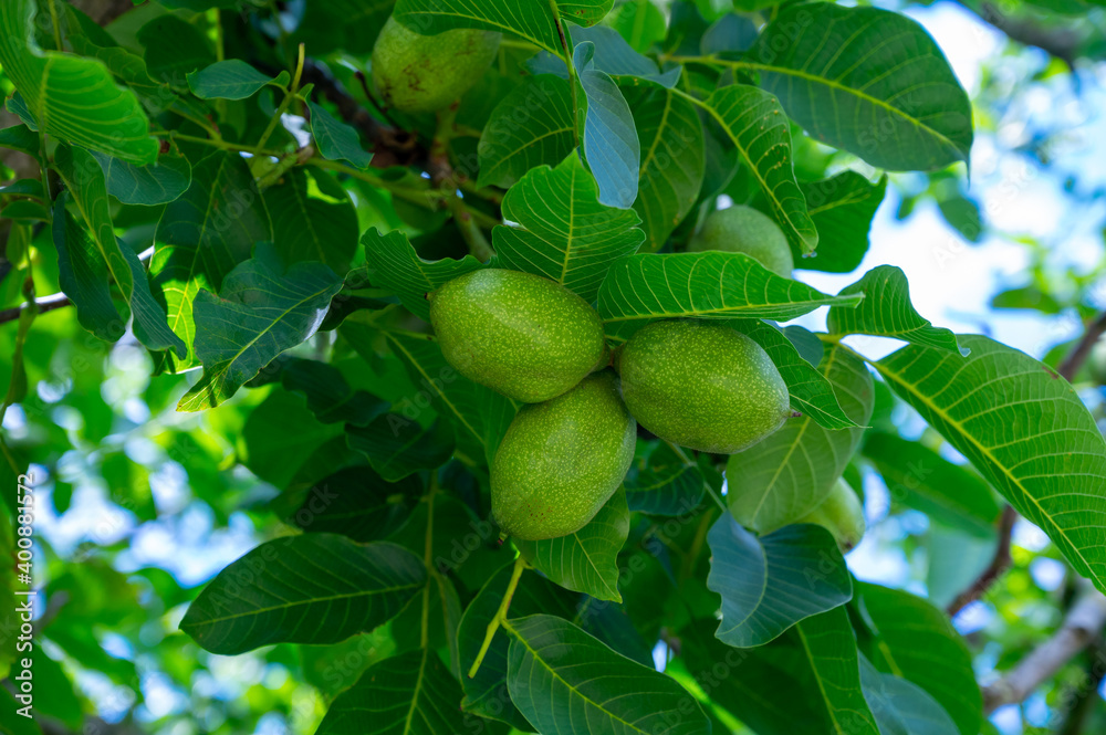 Walnut tree with big unripe nuts in green shell Walnut tree with big unripe nuts in green shell