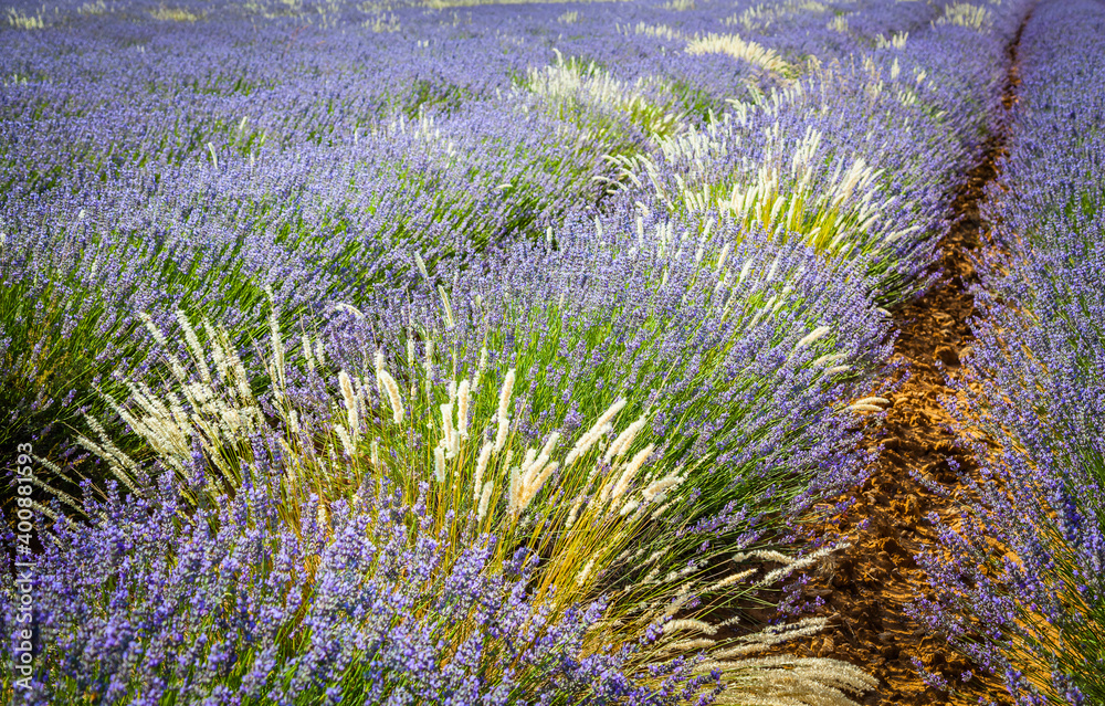 Obraz premium Fields of blooming lavender in Provence, France