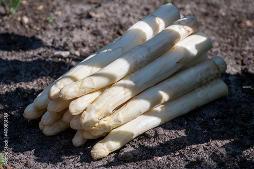 New harvest of high quality big Dutch washed white asparagus vegetables on farm photo