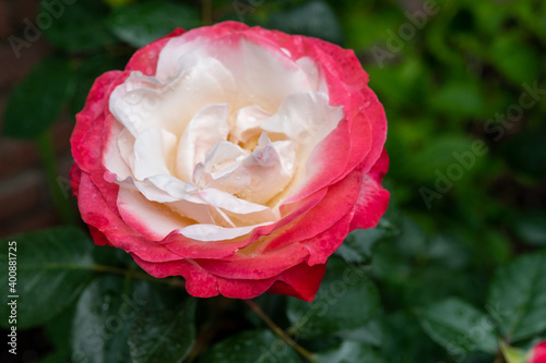 Blossom of white red Hybrid tea nostalgie or double delight florist garden rose