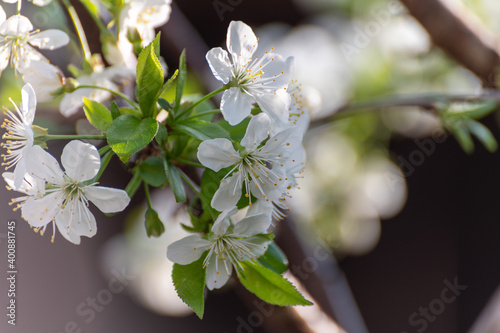 Spring white blossom of sour cherry berry trees in orchard photo