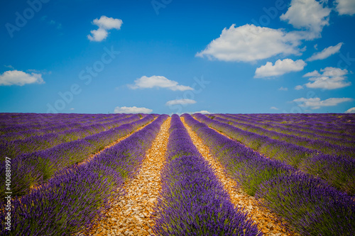 Fields of blooming lavender in Provence  France