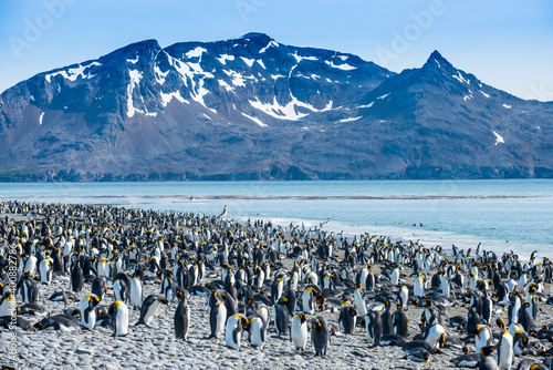 UK, South Georgia and South Sandwich Islands, King penguin¬†(Aptenodytes¬†patagonicus)¬†colony on Salisbury Plain photo