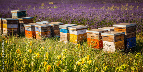 Colourful beehives in a blooming lavender field in Provence, France photo