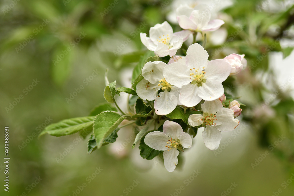Close up of tender apple tree blossom in spring. Selective focus. Close up of tender apple tree blossom in spring. Selective focus.