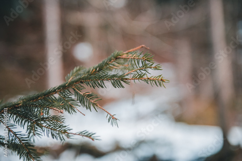 Fichtenzweige im Winter photo