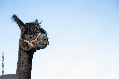 Portrait of alpaca (Vicugna pacos) against blue sky