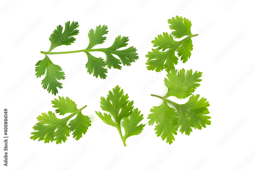 coriander leaf isolate on white background coriander leaf isolate on white background