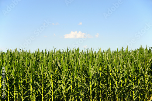 USA, Nebraska, Corn growing along Route 20