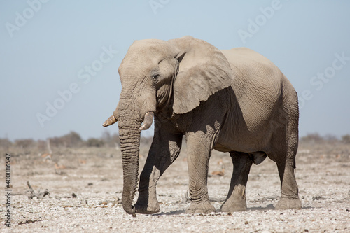 Etosha  Namibia  June 19  2019  A large elephant stands in the middle of a rocky desert with bushes in the background. Close-up  side view