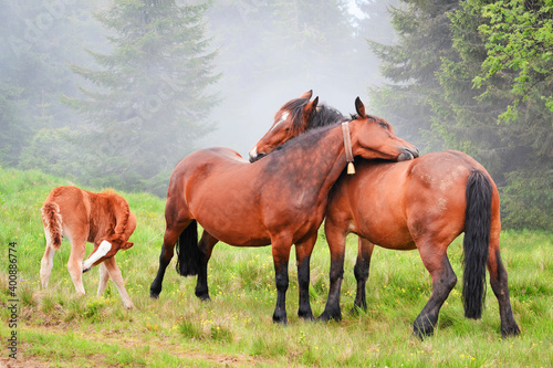 Ukraine, Ivano-Frankivsk region, Verkhovyna district, Carpathians, Chernohora, Horses in mountain pasture photo