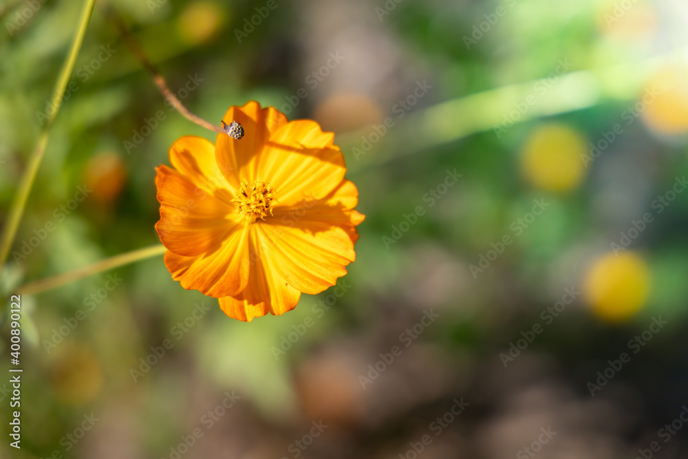 The background image of the colorful flowers The background image of the colorful flowers