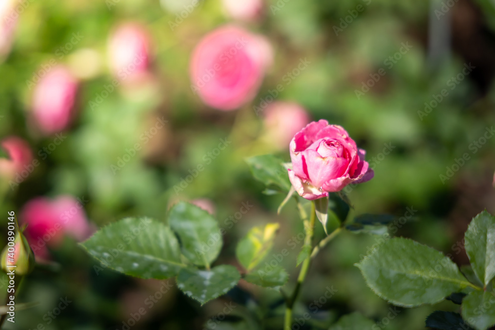 Roses in the garden Roses in the garden