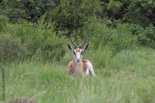 Springbok Lying in Grass