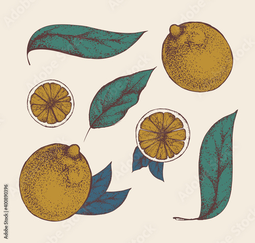 Set of vector vintage whole lemons with leaves and wedges. Imitation of an old drawing on brown craft paper. Elements for design packaging of juice, cosmetics, banners of organic products.Shaded fruit