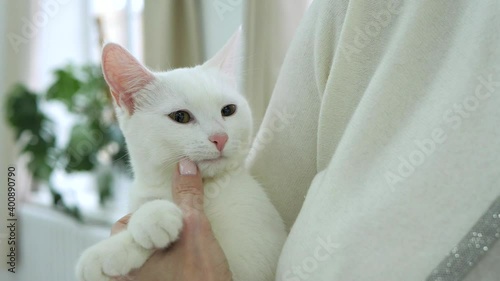 cute white kitten with a pink nose sits in the arms of a woman close-up. Concept: caring for animals and beloved pets.