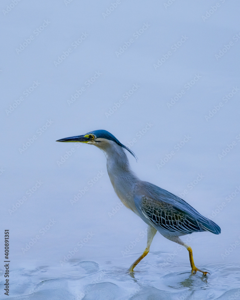 Fototapeta premium great blue heron