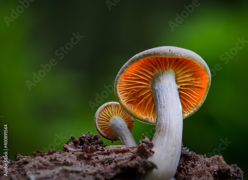 Small fungi in the forest