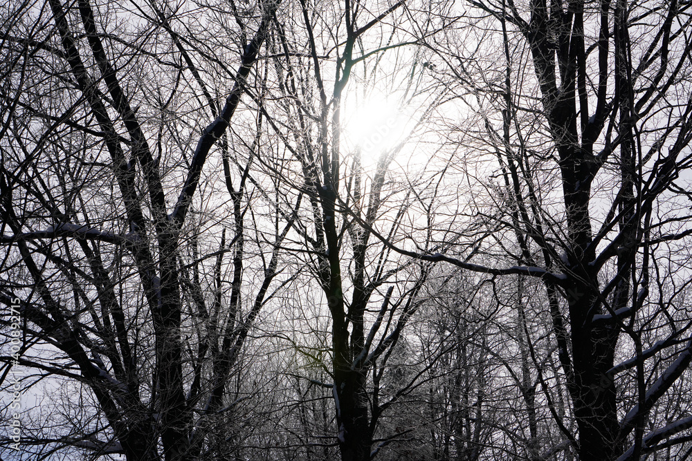 Ice covered trees