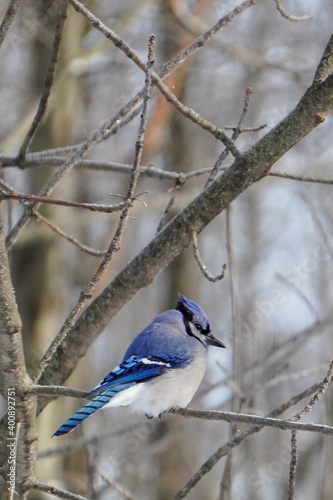 blue jay on a branch