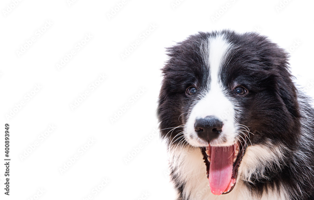 Cute black dog on a white background. Border Collie puppy with an open mouth, purebred dog, the smartest dog in the world.