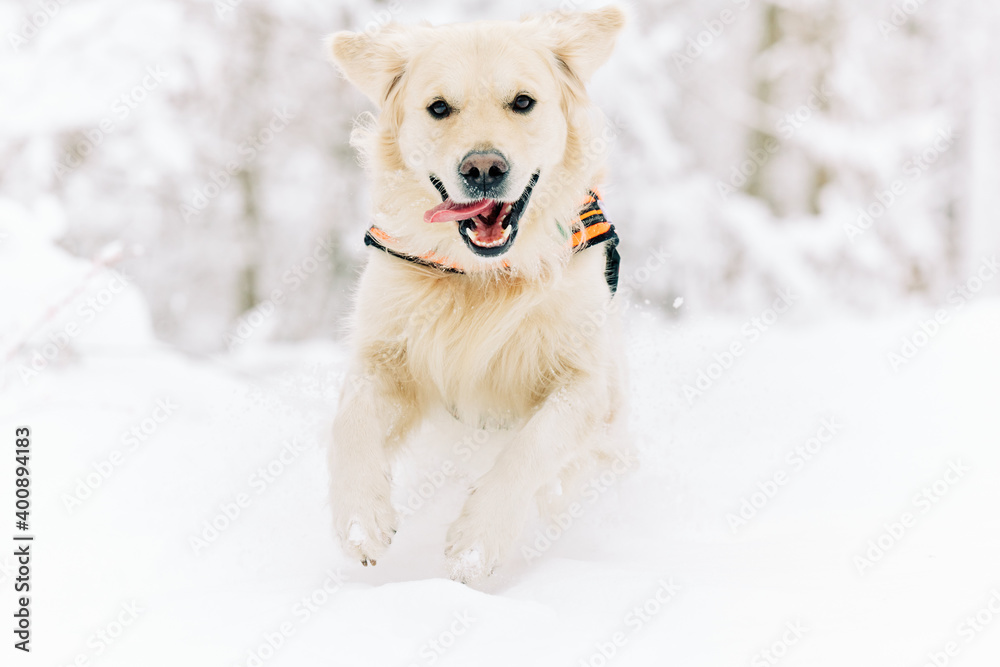 English Cream Golden Retriever is having the time of his life after snowfall in Pittsburgh, Western Pennsylvania. Keep calm and have fun. English Cream Golden Retriever is having the time of his life after snowfall in Pittsburgh, Western Pennsylvania. Keep calm and have fun.