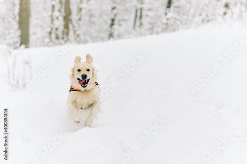 English Cream Golden Retriever is having the time of his life after snowfall in Pittsburgh, Western Pennsylvania. Keep calm and have fun.