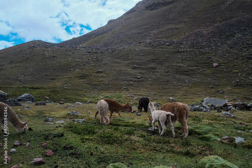 南米ペルーの秘境アンデス山脈に突如現れるレインボーマウンテン（ビニクンカ山）高山植物と動物が造り出した荘厳な景色が広がる、標高5100mの秘境。赤や黄色、綺麗な淡い青などカラフルに染まった山はまさに虹そのもの.