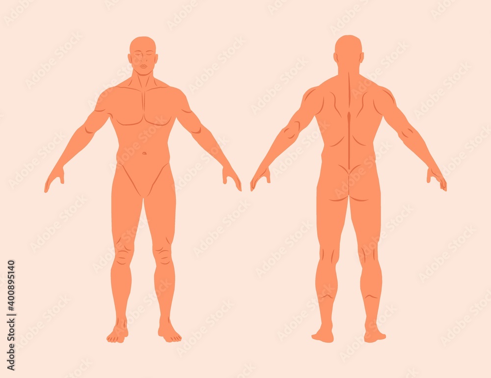 Human body anatomy flat vector illustrations set isolated on background. Male body medical silhouette front and back view. Male muscular body shapes outline. Realistic vector of a human figure in line Human body anatomy flat vector illustrations set isolated on background. Male body medical silhouette front and back view. Male muscular body shapes outline. Realistic vector of a human figure in line