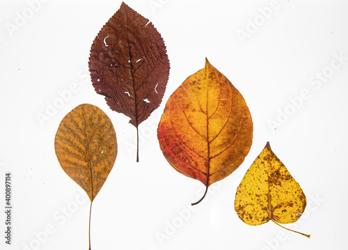 Four Fall Leaves