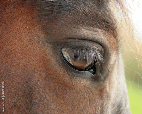 horse eye side view close