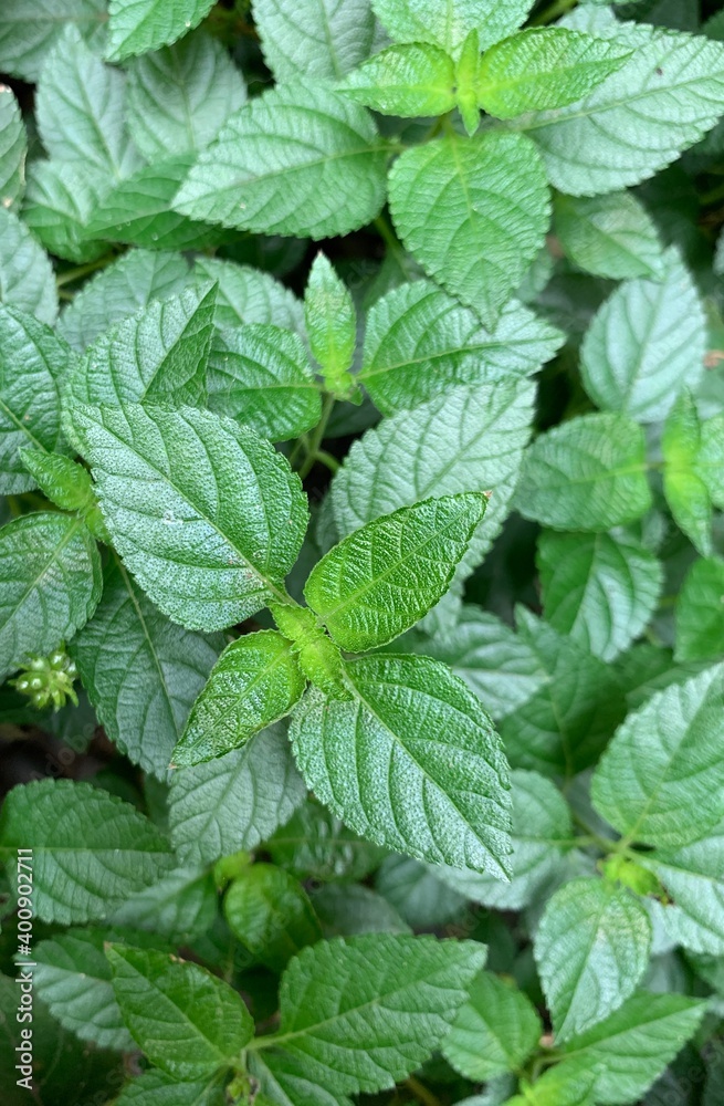 leaves leaves