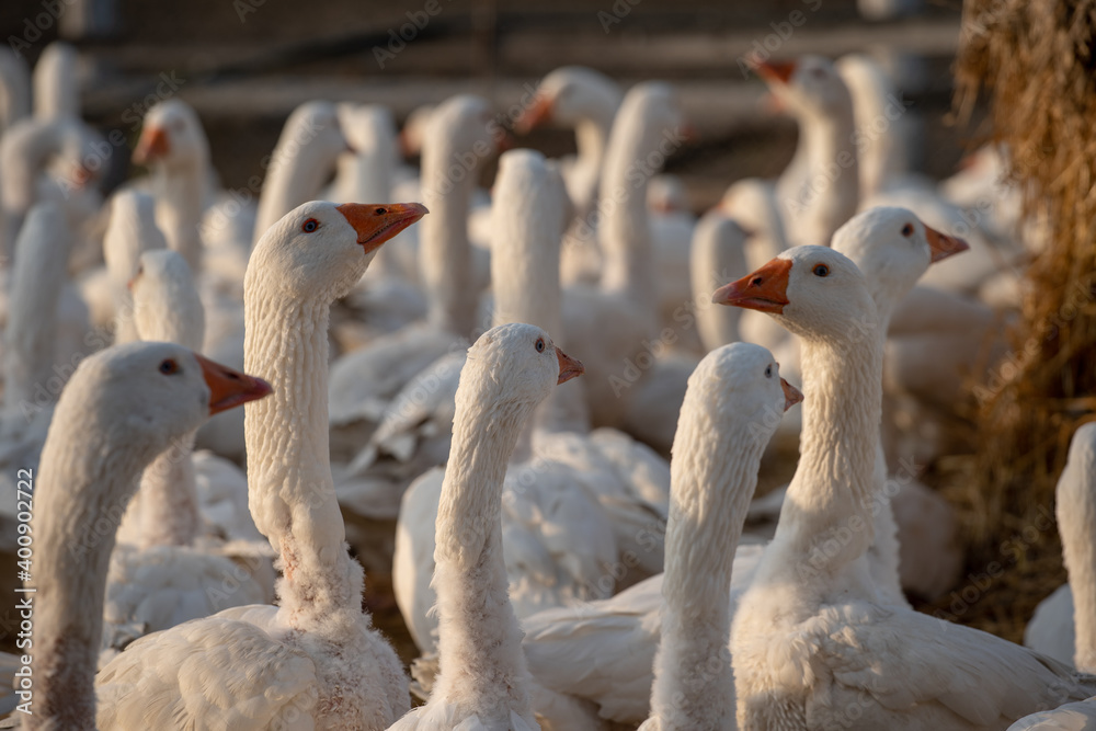 Fototapeta premium White Geese at the Farm