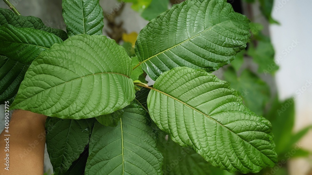 The tropical Kratom tree (Mitragyna speciosa). The leaves of the tree are a mild stimulant, and were traditionally chewed by farmers and labourers needing a boost or some light pain relief. The tropical Kratom tree (Mitragyna speciosa). The leaves of the tree are a mild stimulant, and were traditionally chewed by farmers and labourers needing a boost or some light pain relief.