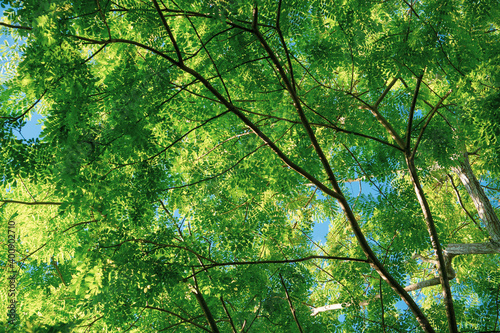 tree seen from below with completely green leaves