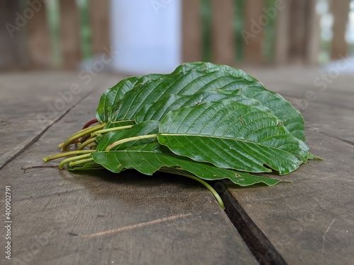 The tropical Kratom tree (Mitragyna speciosa). The leaves of the tree are a mild stimulant, and were traditionally chewed by farmers and labourers needing a boost or some light pain relief. photo