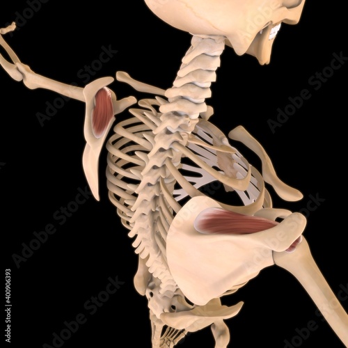 Supraspinatus Muscle Anatomy For Medical Concept 3D Illustration photo