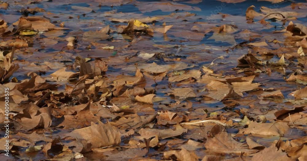 Leaves of plane tree on the water surface. Leaves of plane tree on the water surface.