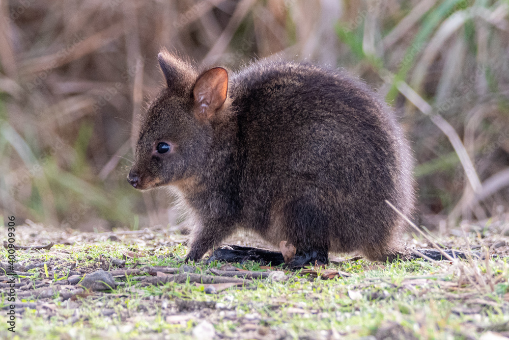Tasmanian Pademelon Tasmanian Pademelon