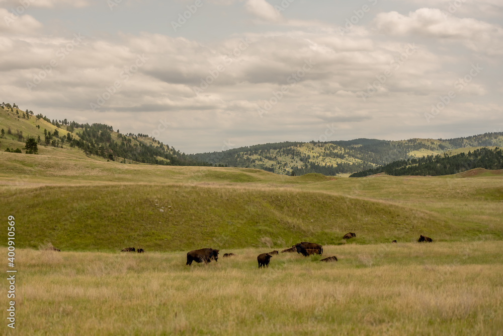 Herd of Bison Stop to Rest