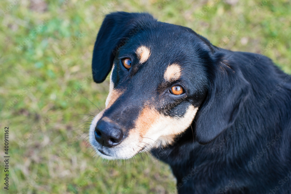 portrait of a dog