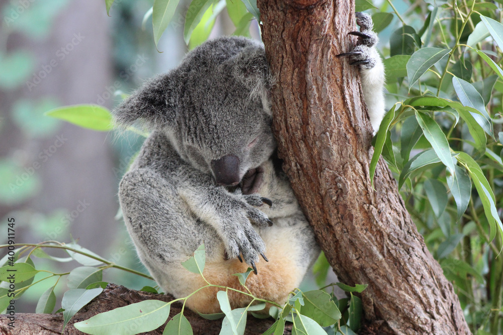 Obraz premium Adult Koala Sleeping in Gum Tree