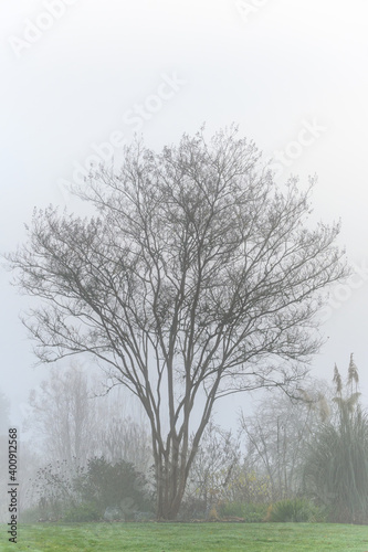 Mystery on a foggy day, silhouette of a deciduous tree, as a nature background 